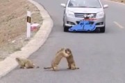 贪吃蛇遇到打方块SnakeVSBlock 